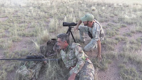 The Pronghorn of Lifetime in Arizona thumbnail