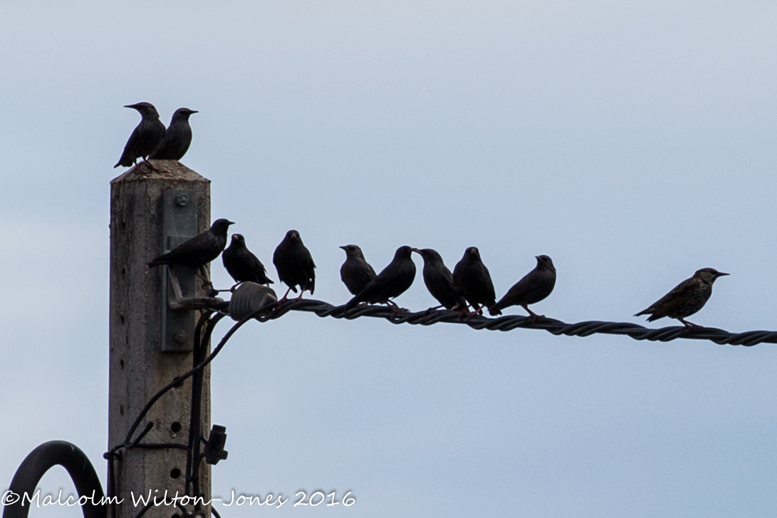 Spotless Starling; Estornino Negro