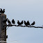 Spotless Starling; Estornino Negro