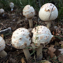 Many warts mushroom