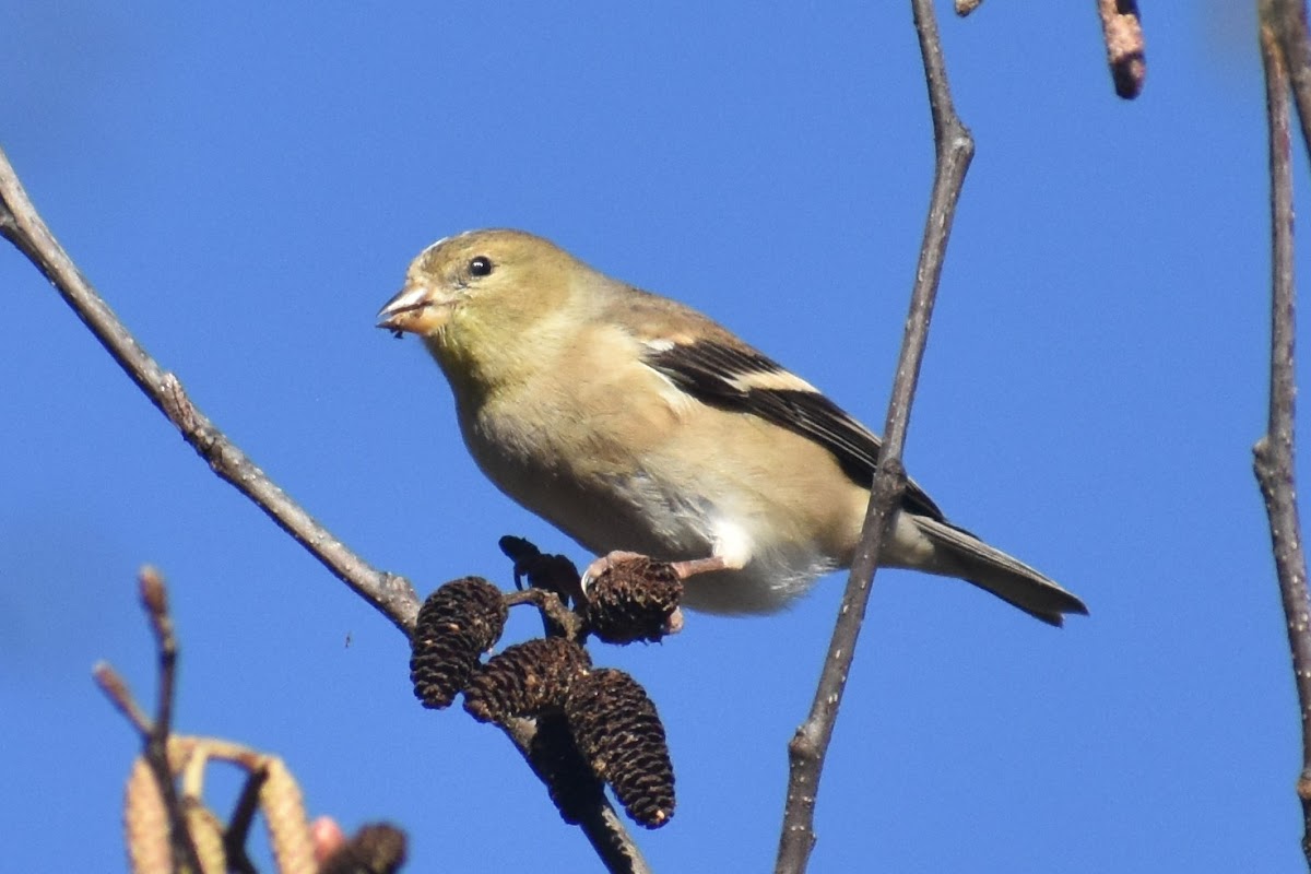 American Goldfinch (eating alder seeds)