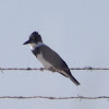 Belted Kingfisher