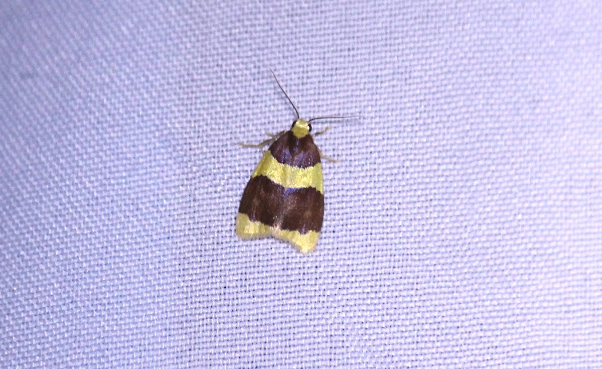 Moth