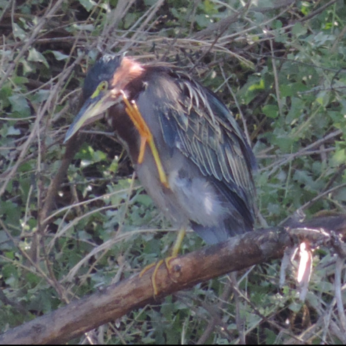 Green Heron