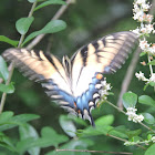 Tiger Swallowtail