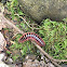 Red-Sided Flat Millipede