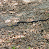 Southern Black Racer