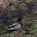 Mallard Duck