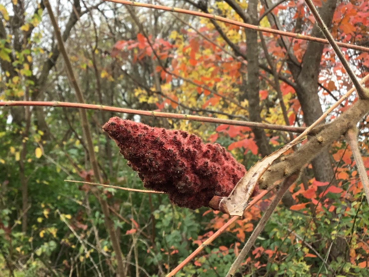 Staghorn Sumac