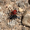 Ladybird Spider