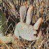 Beavertail cactus