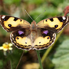 Yellow Pansy