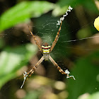 Argiope minuta 小悅目金蛛