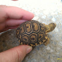 Leopard Tortoise