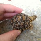 Leopard Tortoise