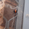 Red back spider