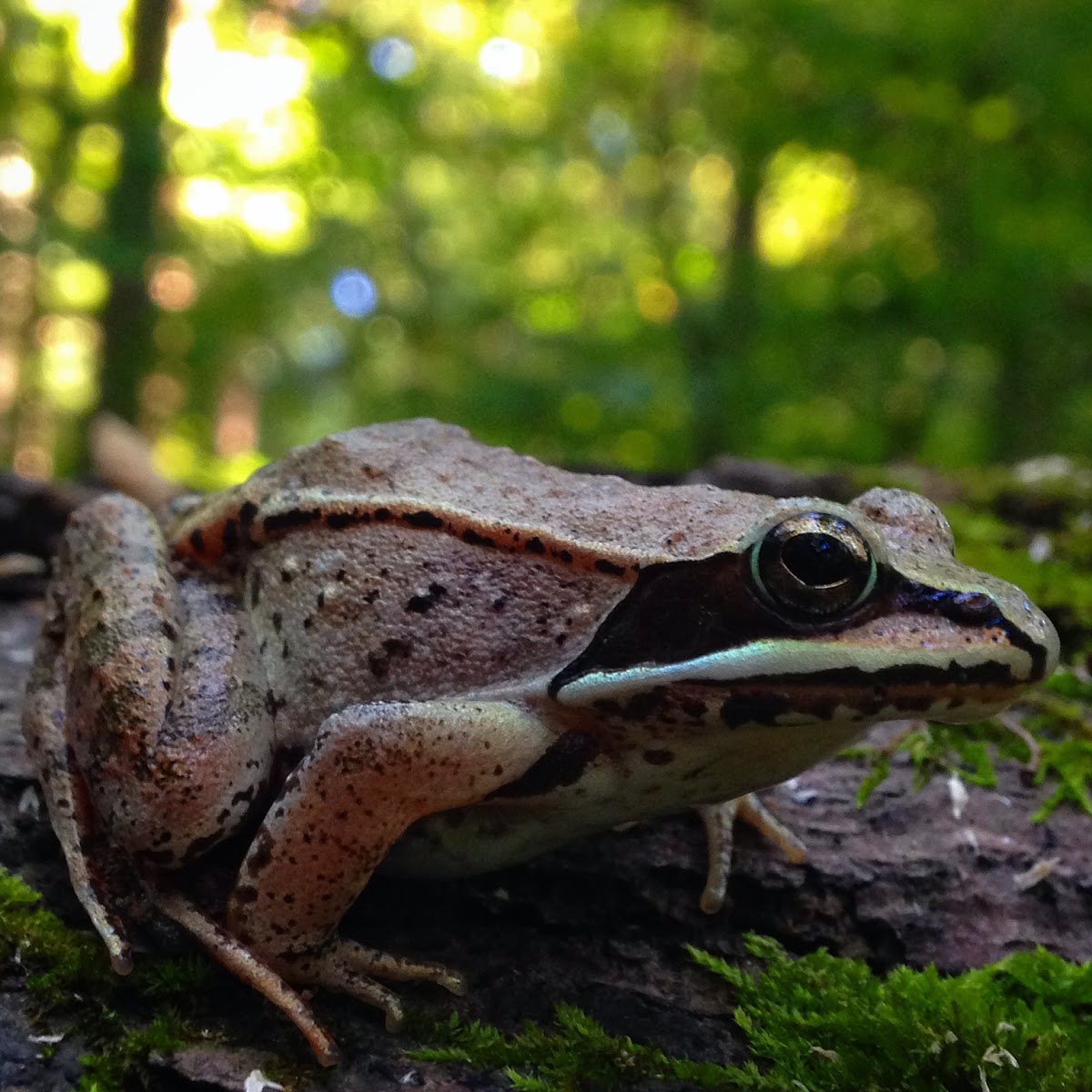 Wood Frog