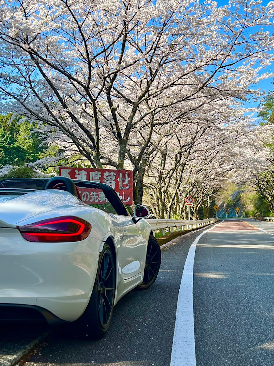 ボクスタースパイダーの桜と愛車・ポルシェボクスター・981・ワンコ散歩・花粉症のオープンカー乗りに関するカスタム事例の投稿画像4枚目