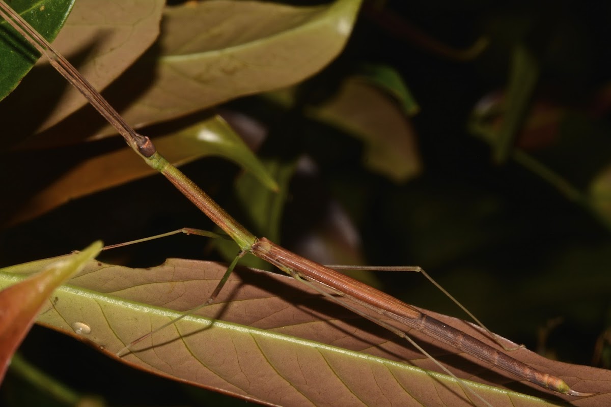 Stick Insect, Phasmid - Female