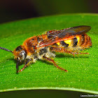 Scoliid Wasp