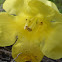 Combleaf Yellow False Foxglove