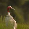 Sarus Crane