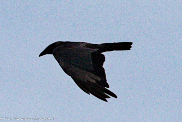 Carrion Crow