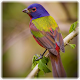 Download Bird Jigsaw Puzzles For PC Windows and Mac 1.0