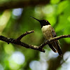 Black-chinned Hummingbird