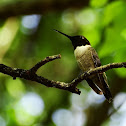 Black-chinned Hummingbird