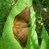 Yellow-Rimmed Scarlet-Eye