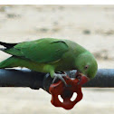 Alexandrine Parakeet