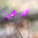 Hepatica f. rubra