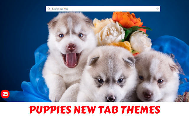 Puppies HD Wallpapers - New Tab - Customize Your Chrome Start Page