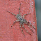 Lichen Spider