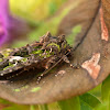 Orache Moth