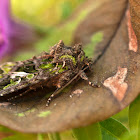 Orache Moth