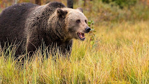 Giants of Alaska: Brown Bear thumbnail