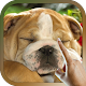 Cute Sleeping English Bulldog Live Wallpaper Theme Install on Windows