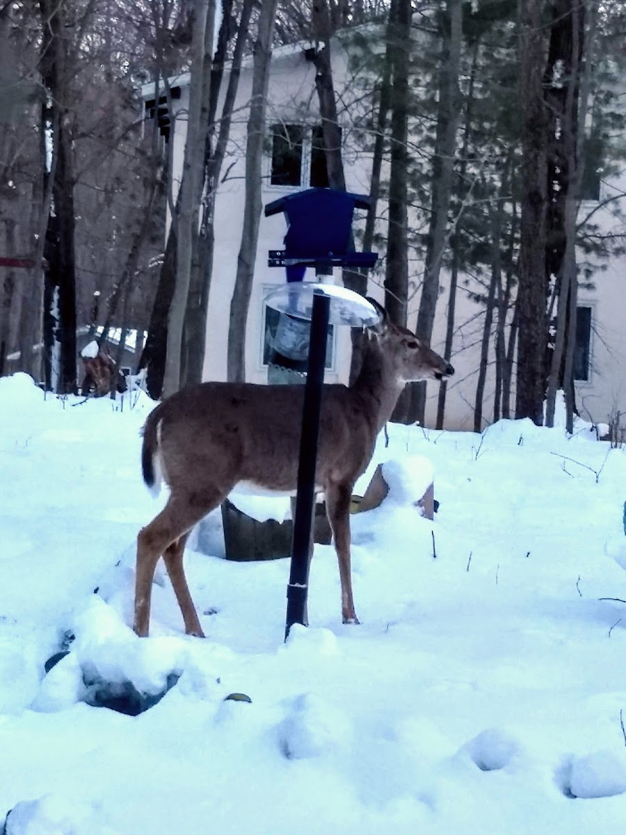 white tailed deer