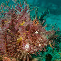 Weedy Scorpionfish/Rhinopias