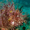 Weedy Scorpionfish/Rhinopias