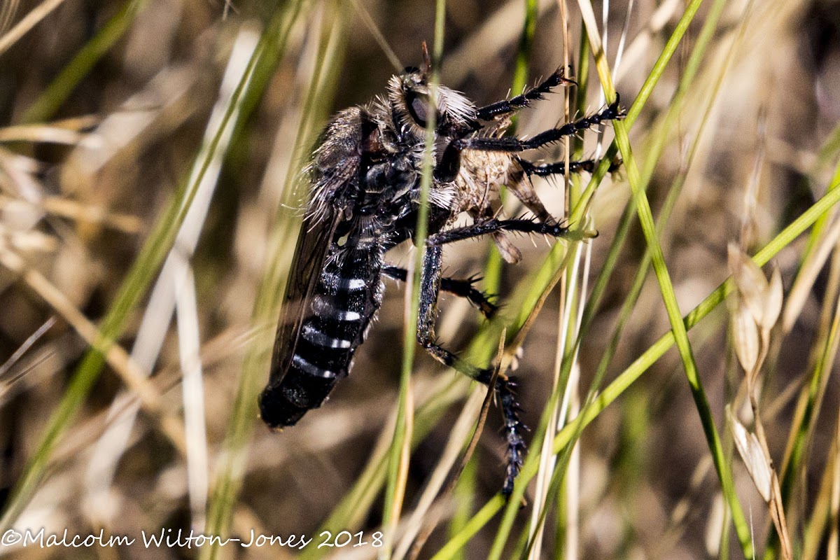 Robber Fly