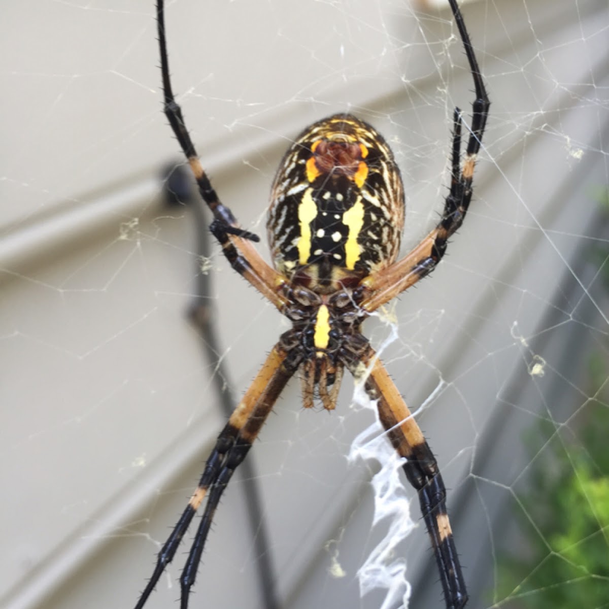 Garden spider