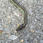 Common Garter Snake