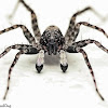 Thin-legged Wolf Spider