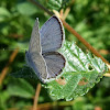 Eastern Short Tailed Blue