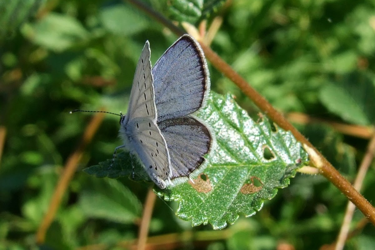 Eastern Short Tailed Blue