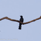 Square-tailed Drongo-cuckoo