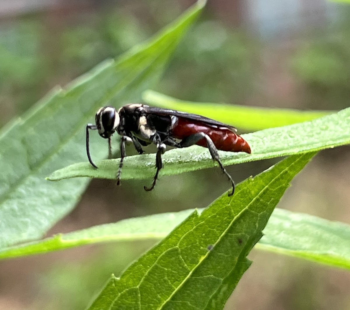 Square-headed Wasp